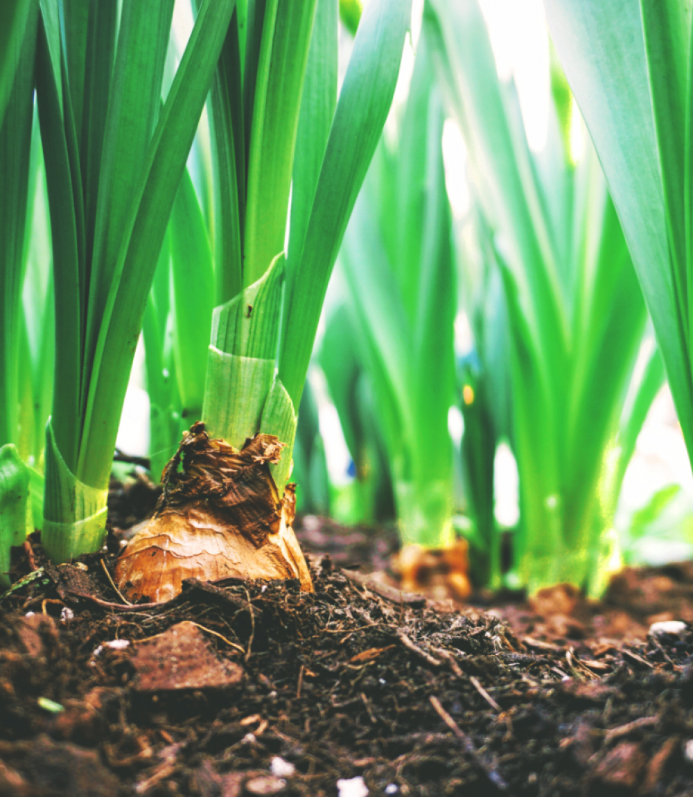 Agriculture